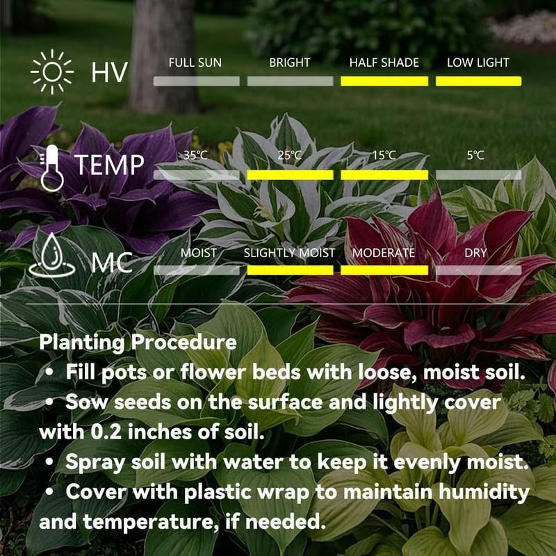 🎁2025 Special Offer🍃Rare Hosta Seeds🌿