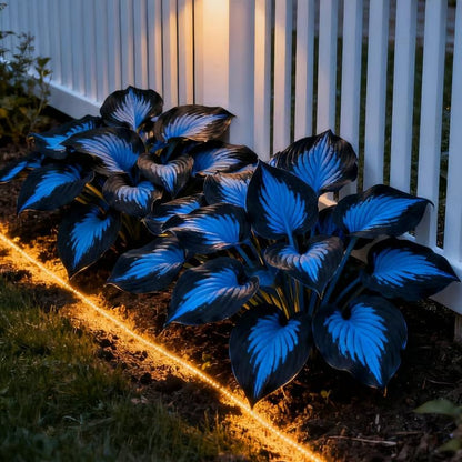 🎁2025 Special Offer🍃Rare Hosta Seeds🌿